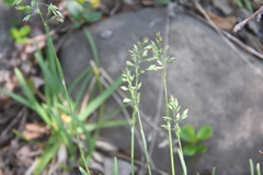 Poa alpina