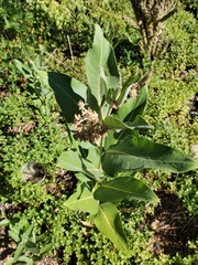 Asclepias speciosa