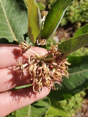 Asclepias speciosa