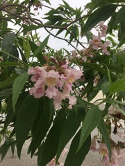 × chitalpa tashkentensis