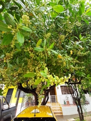 Conocarpus erectus