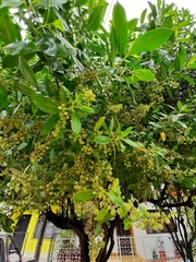 Conocarpus erectus