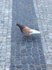 Columba livia domestica