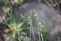 Poa alpina
