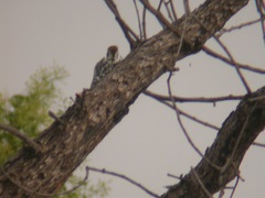 Leiopicus mahrattensis