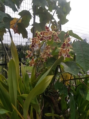 Oncidium luteopurpureum