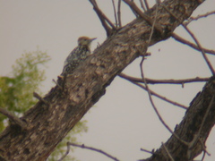 Leiopicus mahrattensis