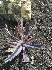 Streptanthus glandulosus glandulosus