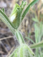 Cordylanthus pilosus trifidus