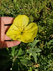 Oenothera
