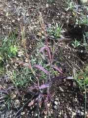 Streptanthus glandulosus glandulosus