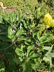Oenothera