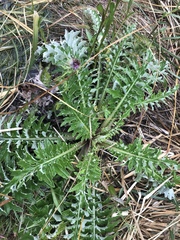 Cirsium andrewsii