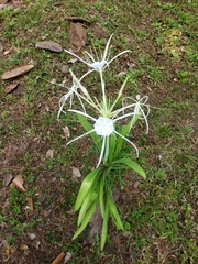 Hymenocallis occidentalis