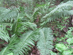 Matteuccia struthiopteris