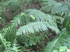 Matteuccia struthiopteris