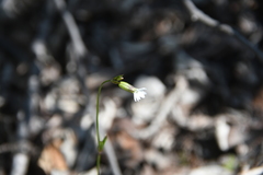 Silene involucrata