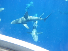 Carcharhinus plumbeus