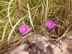 Ipomoea ternifolia leptotoma