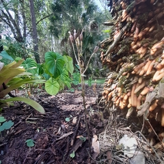 Triphora gentianoides