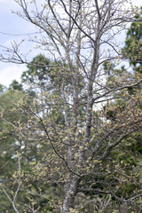 Quercus mexicana