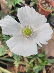 Papaver somniferum