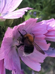 Bombus hypnorum
