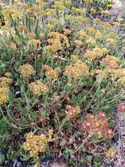 Eriogonum