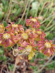 Eriogonum