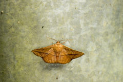 Sonagara strigipennis