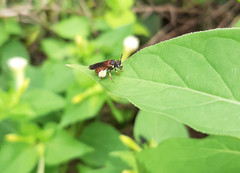 Protandrena abdominalis