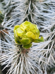 Cylindropuntia whipplei