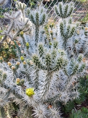 Cylindropuntia whipplei