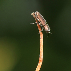 Anthaxia umbellatarum