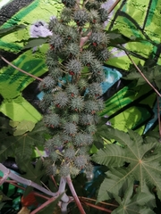 Ricinus