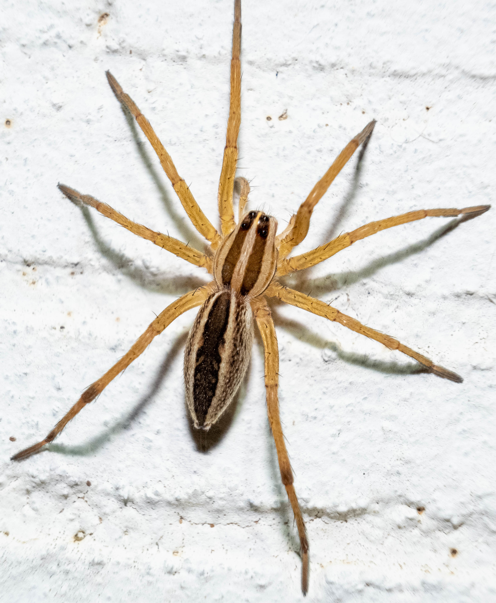 Rabid Wolf Spider (Rabidosa rabida) · iNaturalist