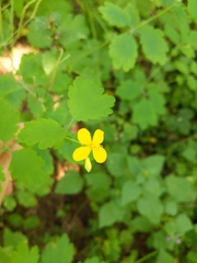 Chelidonium majus