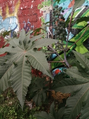 Ricinus