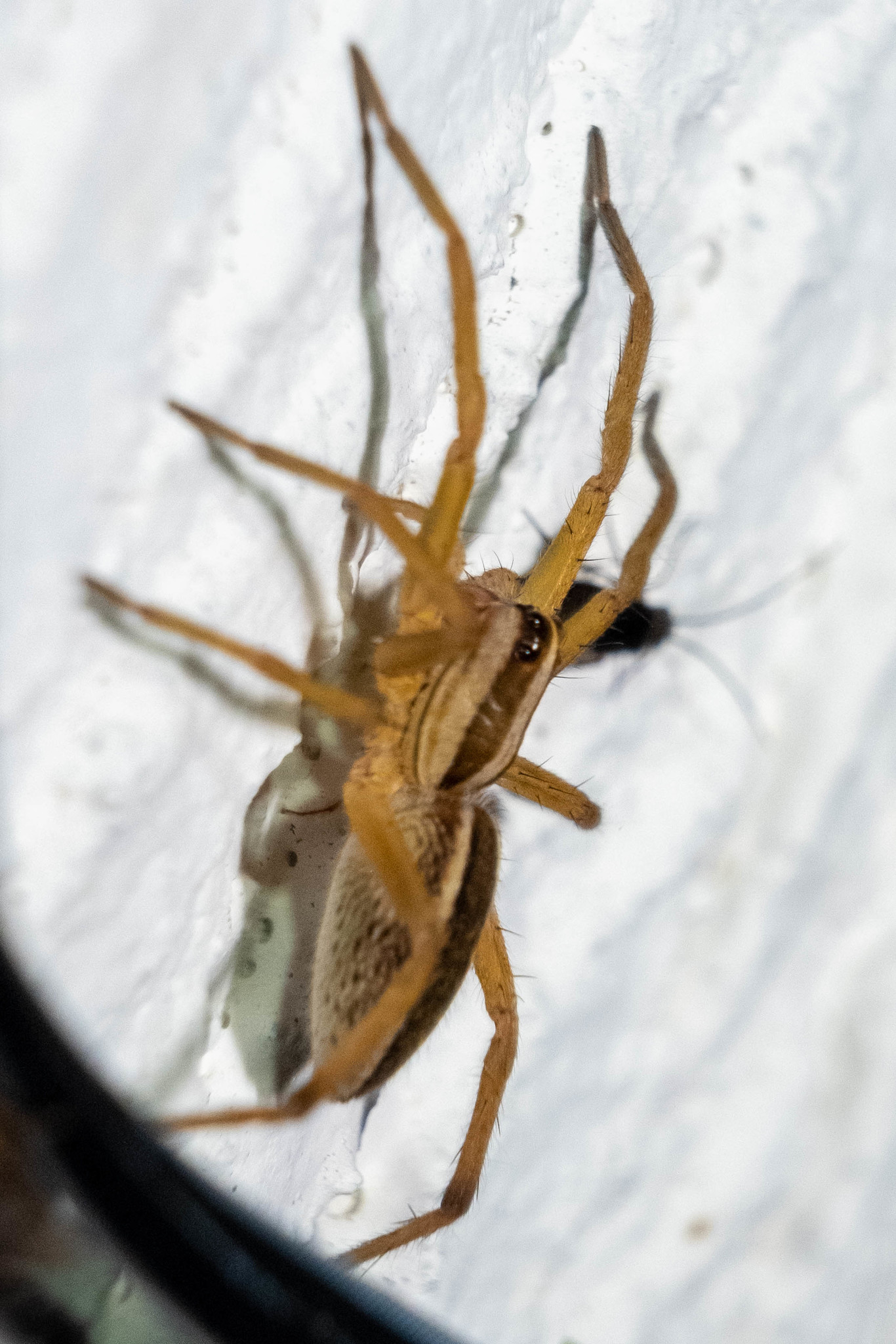 Rabid Wolf Spider (Rabidosa rabida) · iNaturalist