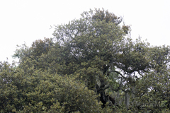 Quercus mexicana