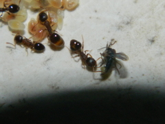 Temnothorax rudis