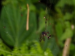 Trichonephila clavipes
