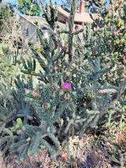 Cylindropuntia imbricata