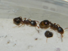 Temnothorax rudis