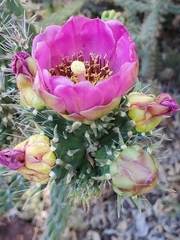 Cylindropuntia imbricata