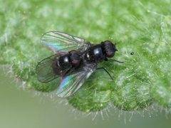 Agromyzinae
