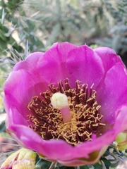 Cylindropuntia imbricata