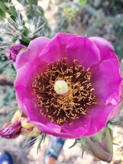 Cylindropuntia imbricata