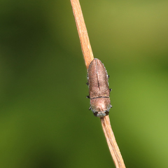 Anthaxia umbellatarum
