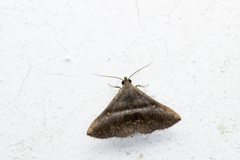 Hadennia hypenalis